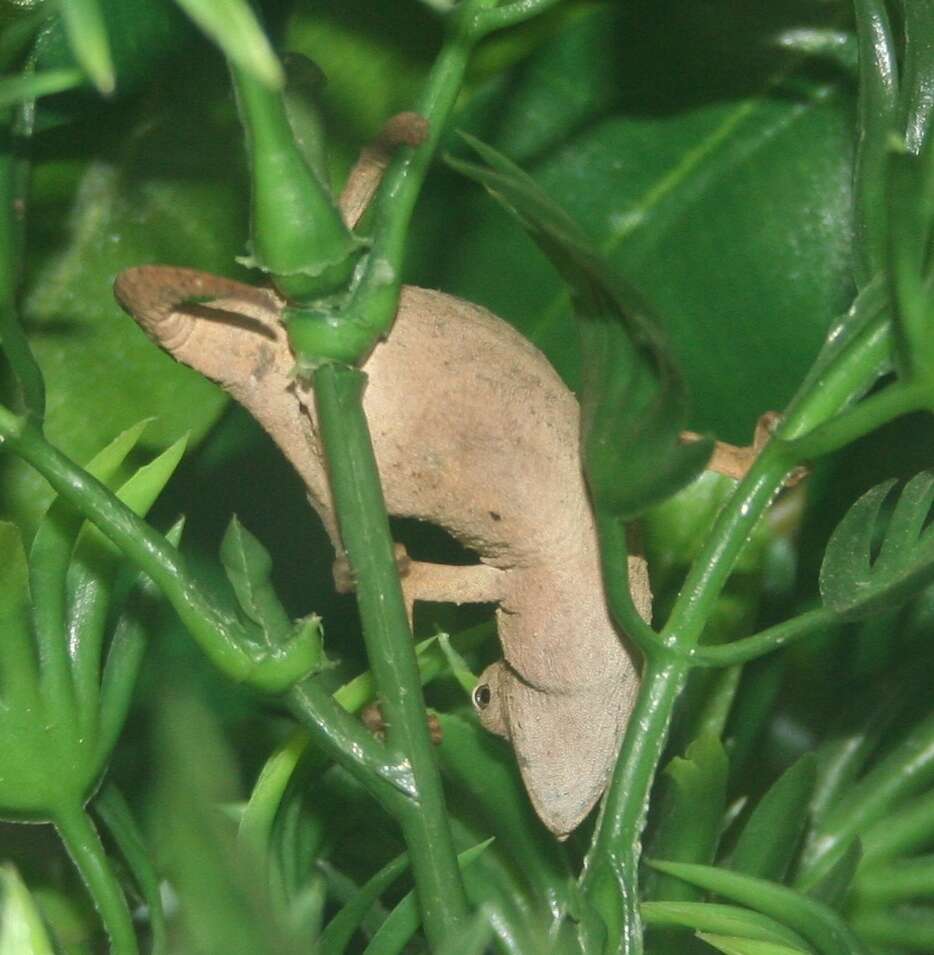 Image of Usambara Stumptail Chameleon