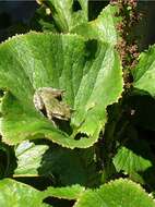 صورة Gunnera perpensa L.