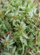 Image of Prairie sphagnum moss