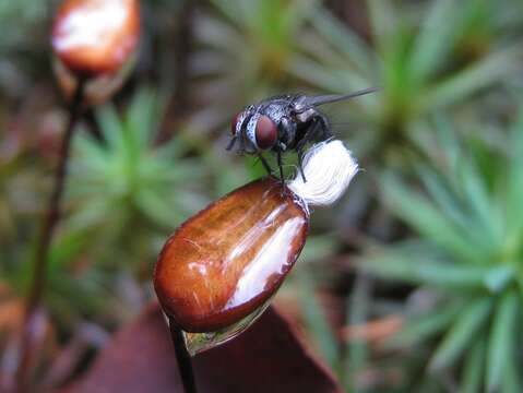 Image of Dawsonia polytrichoides R. Brown 1811