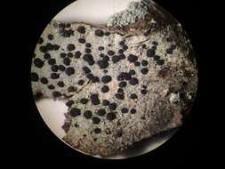 Image of Boreal button lichen;   Disc lichen