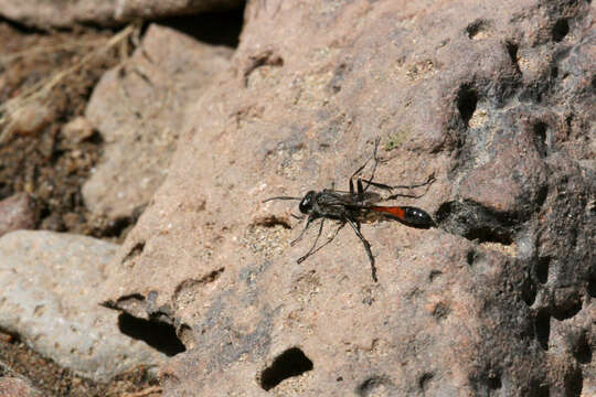 Image of sphecid wasps