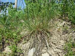 Image of Helictochloa pratensis (L.) Romero Zarco