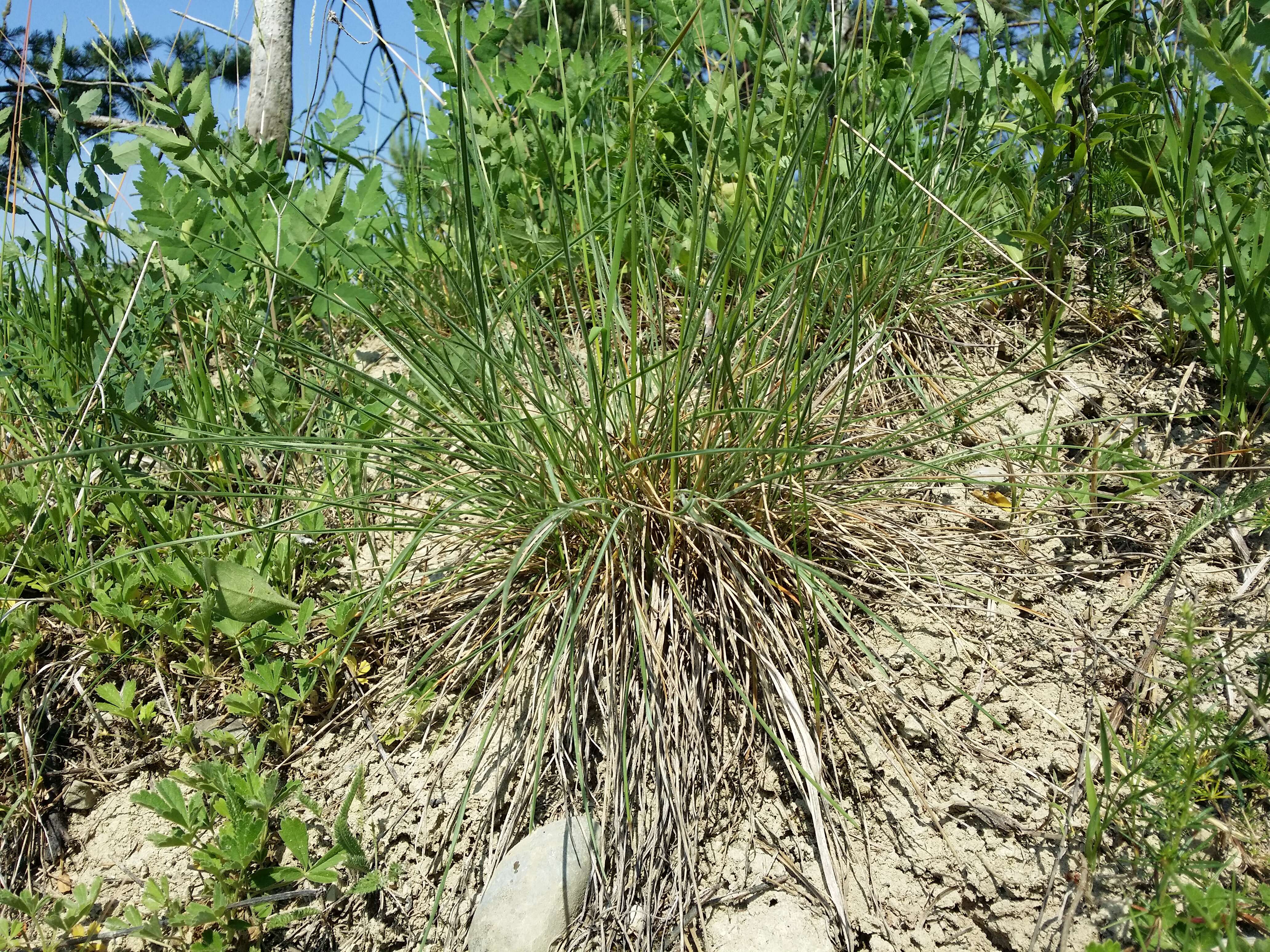 Plancia ëd Helictochloa pratensis (L.) Romero Zarco