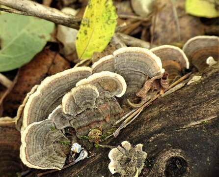 Image of Turkey Tail