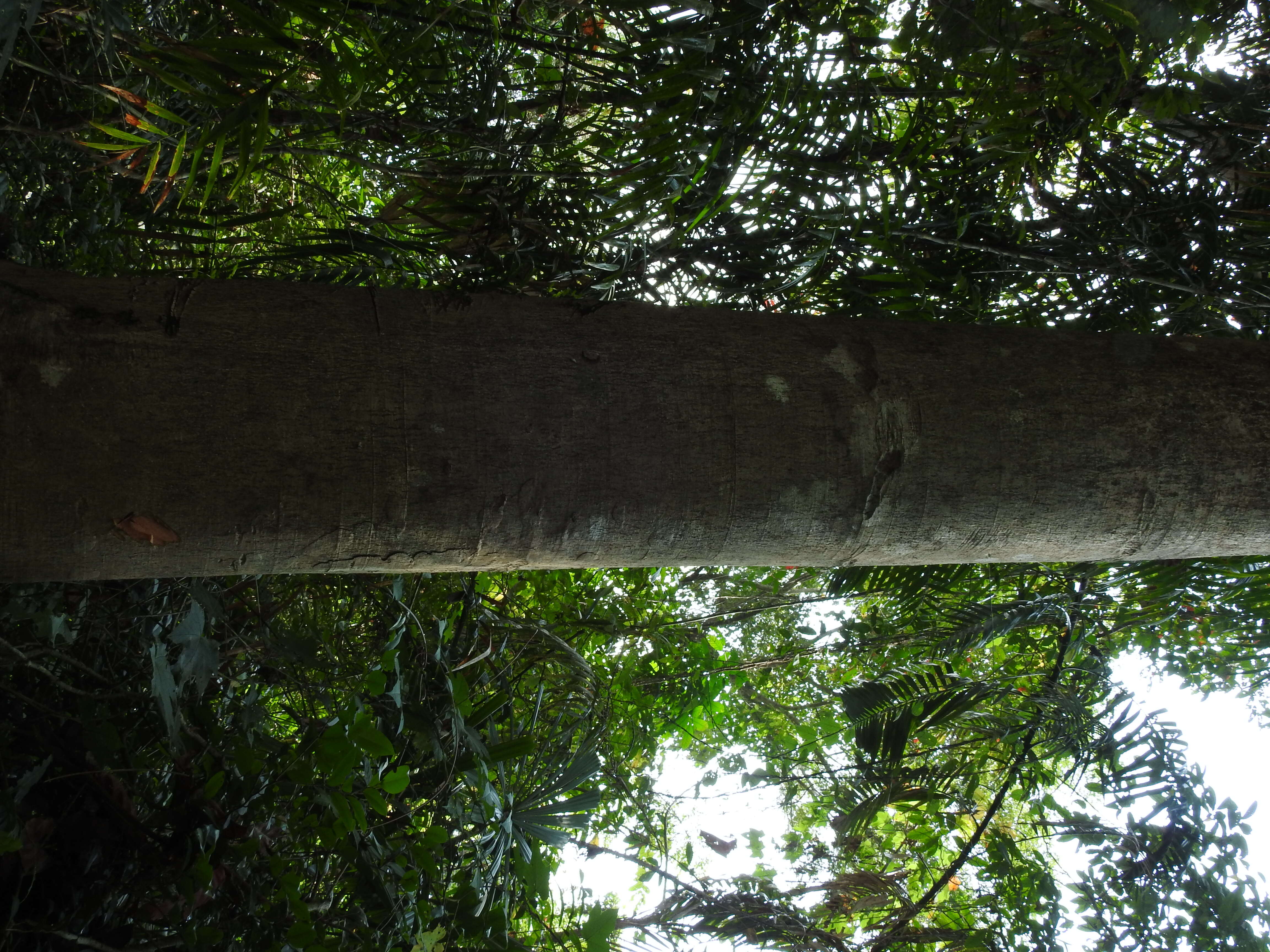 Imagem de Sterculia parviflora Roxb.