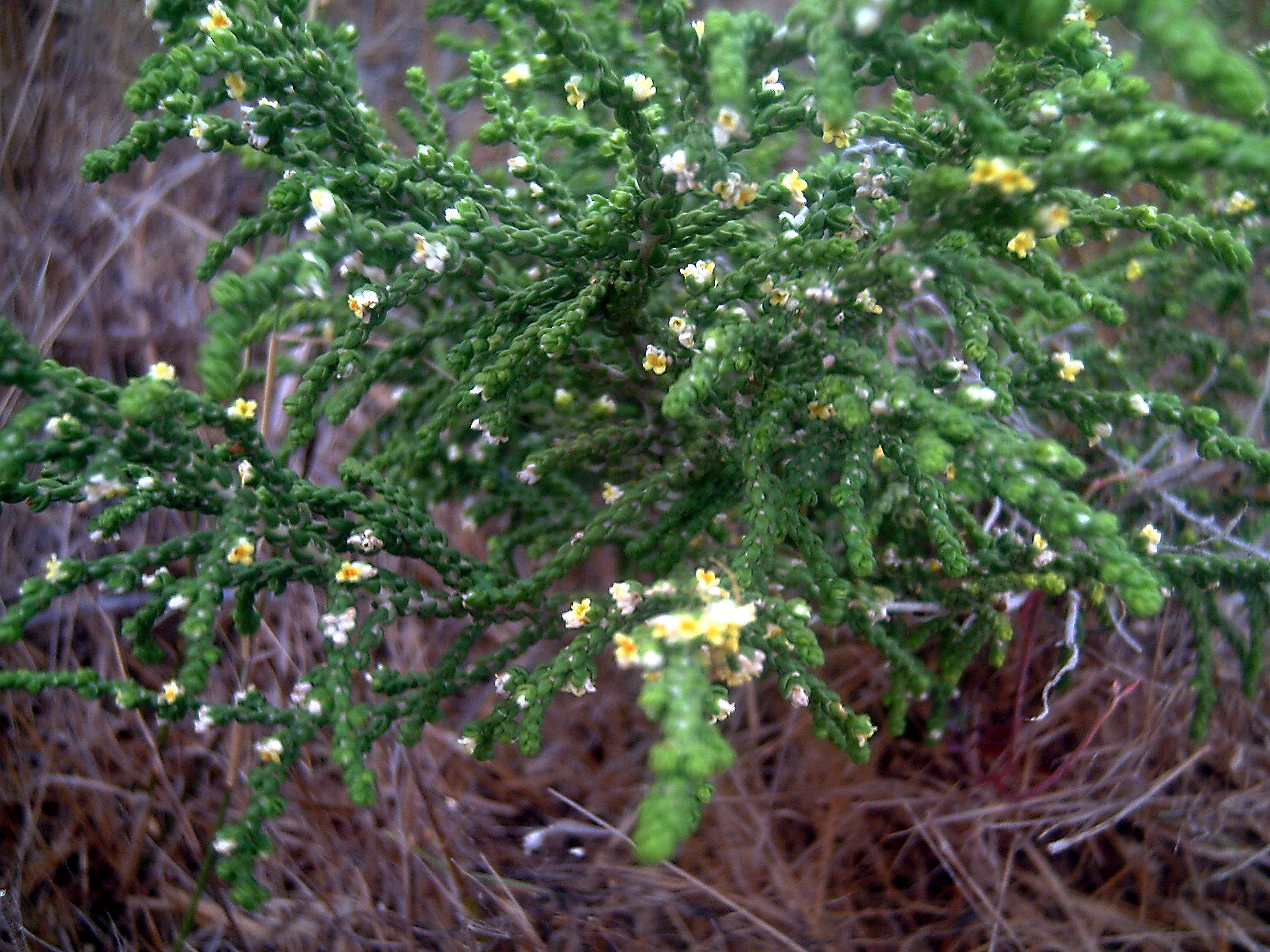 Image of Thymelaea hirsuta (L.) Endl.