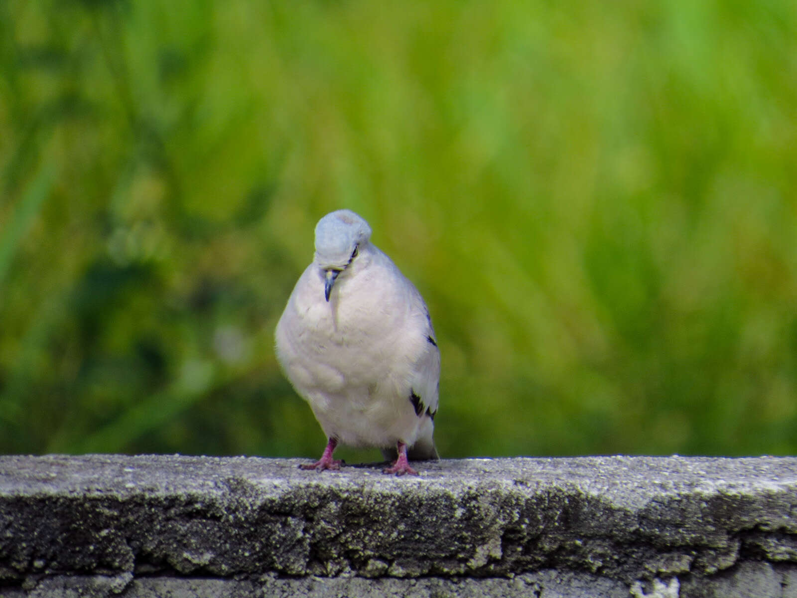 Image of Picui Dove