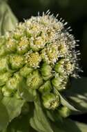 Image of butterbur