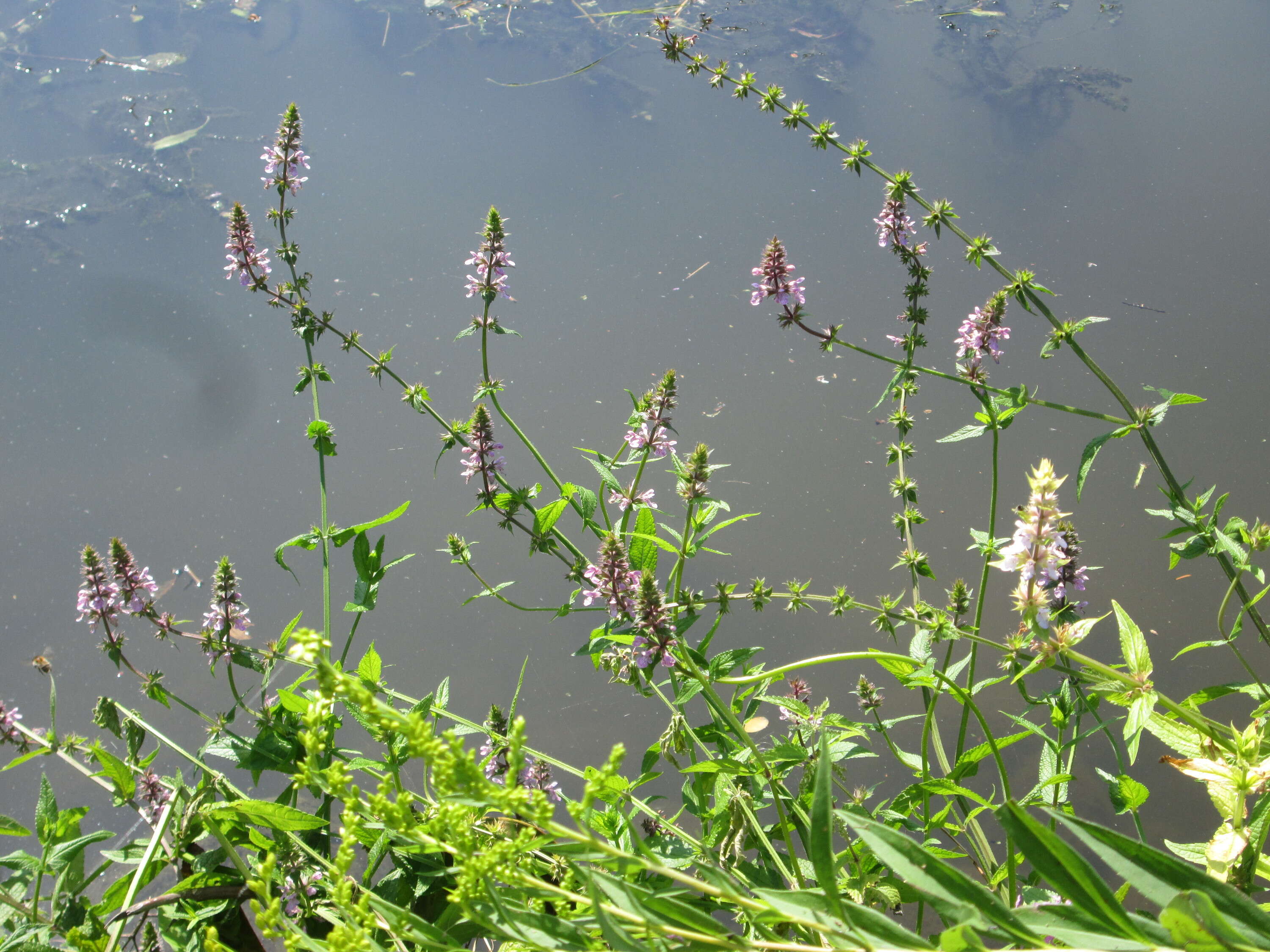 Слика од Stachys palustris L.