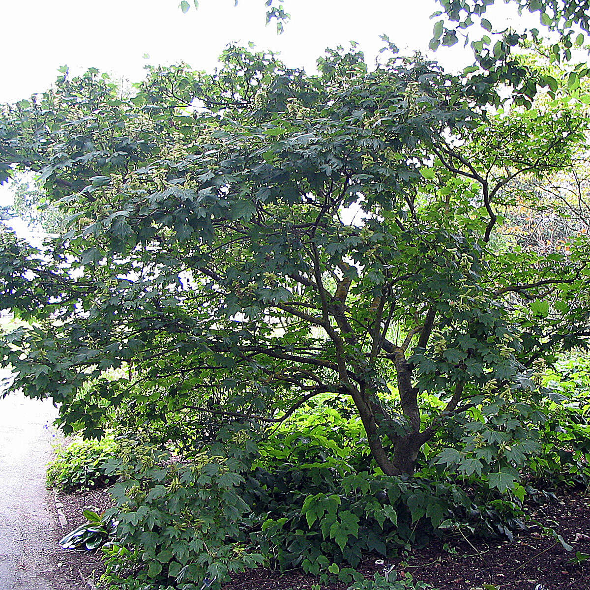 Plancia ëd Acer erianthum Schwerin