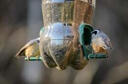 Image of Red-breasted Nuthatch