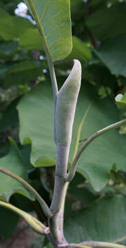 Image of Big-Leaf Magnolia