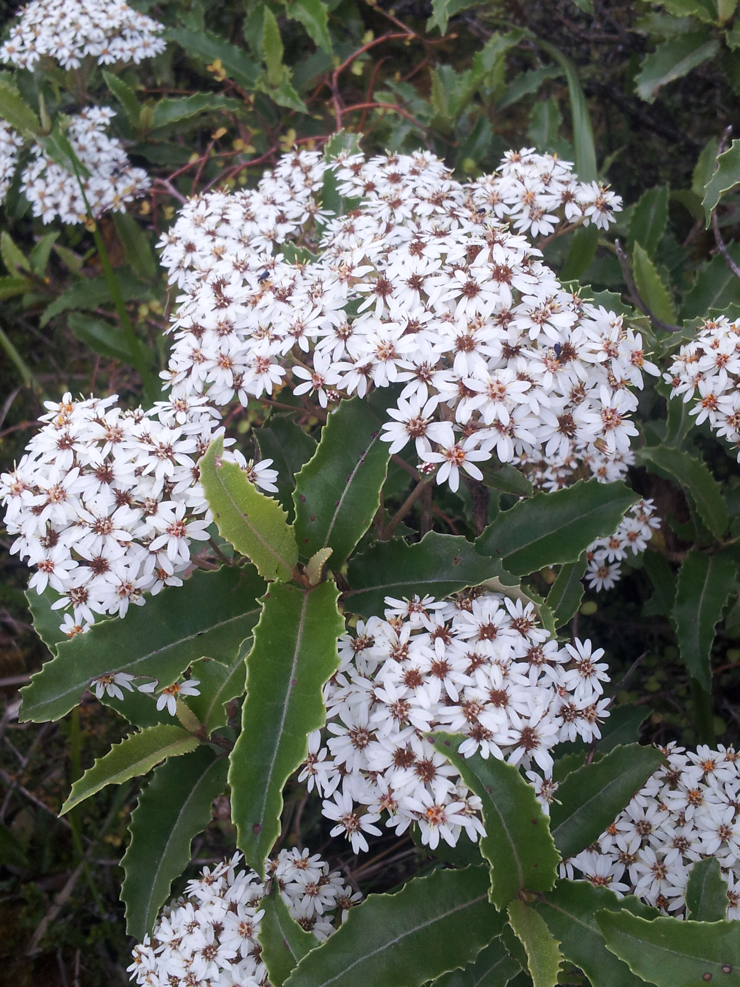 Olearia ilicifolia Hook. fil. resmi