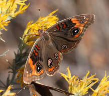 Image of Junonia nigrosuffusa Barnes & McDunnough 1916