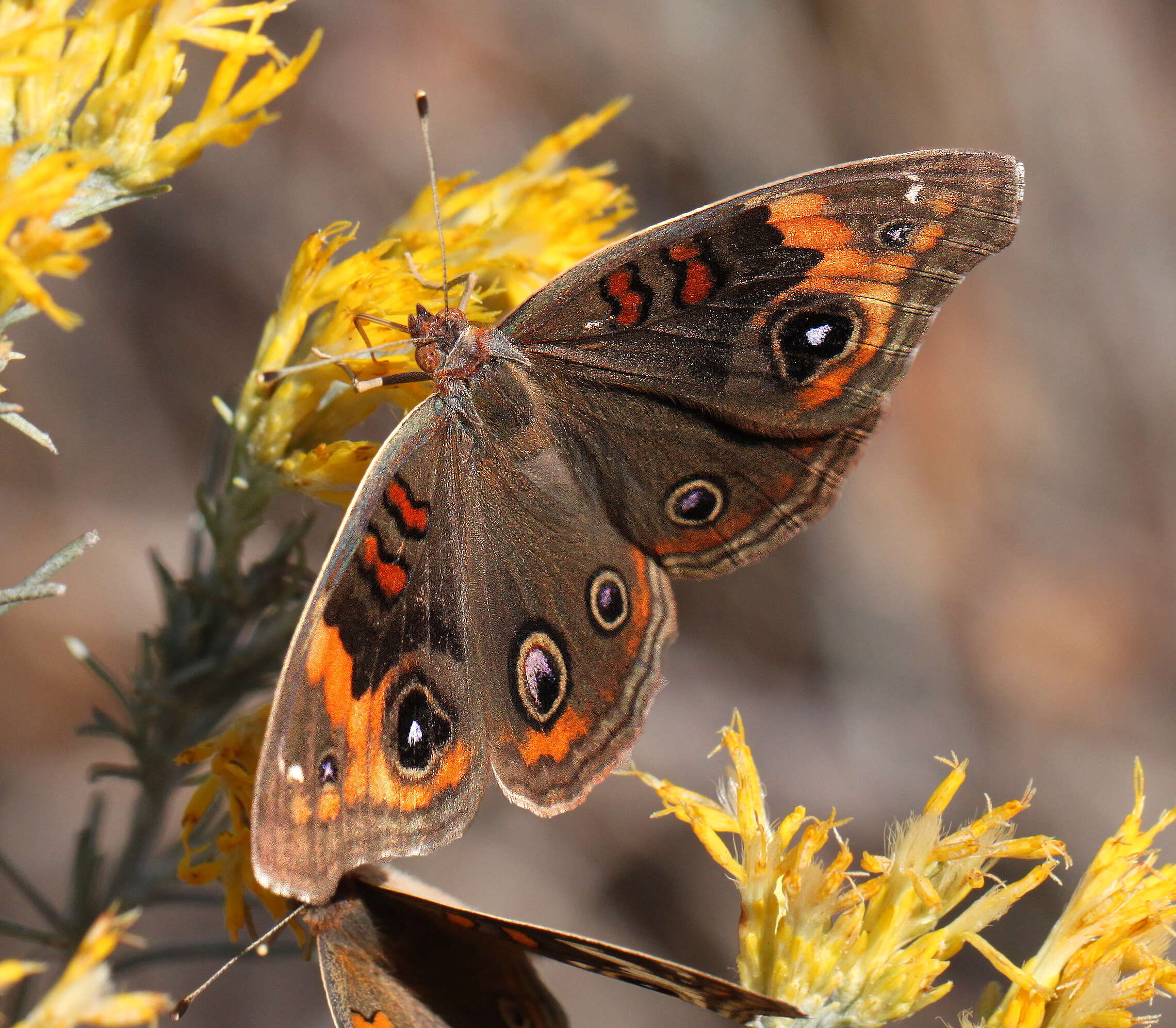 Image of Junonia nigrosuffusa Barnes & McDunnough 1916