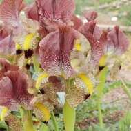 صورة Iris paradoxa Steven