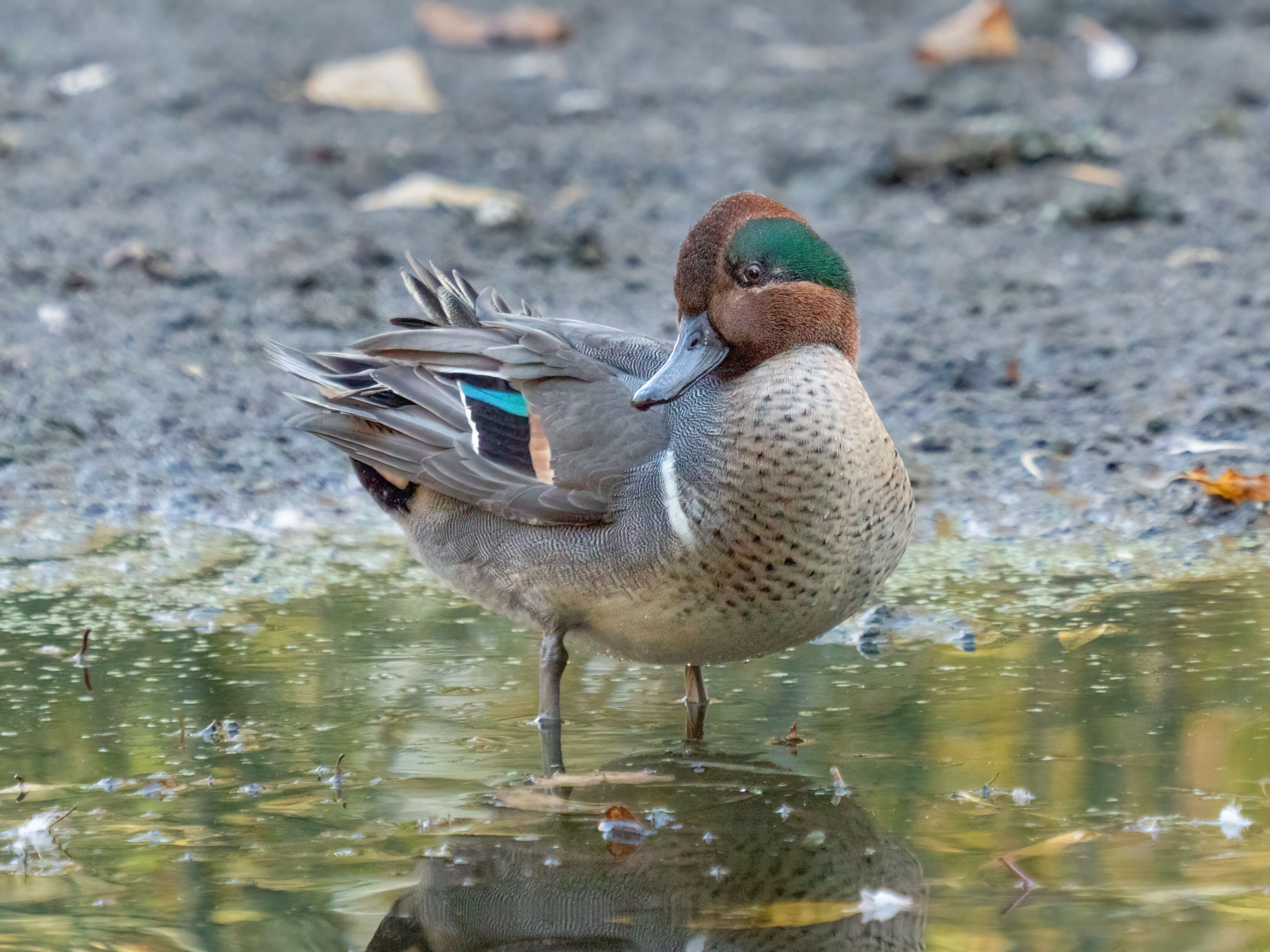 Image of Green-winged Teal