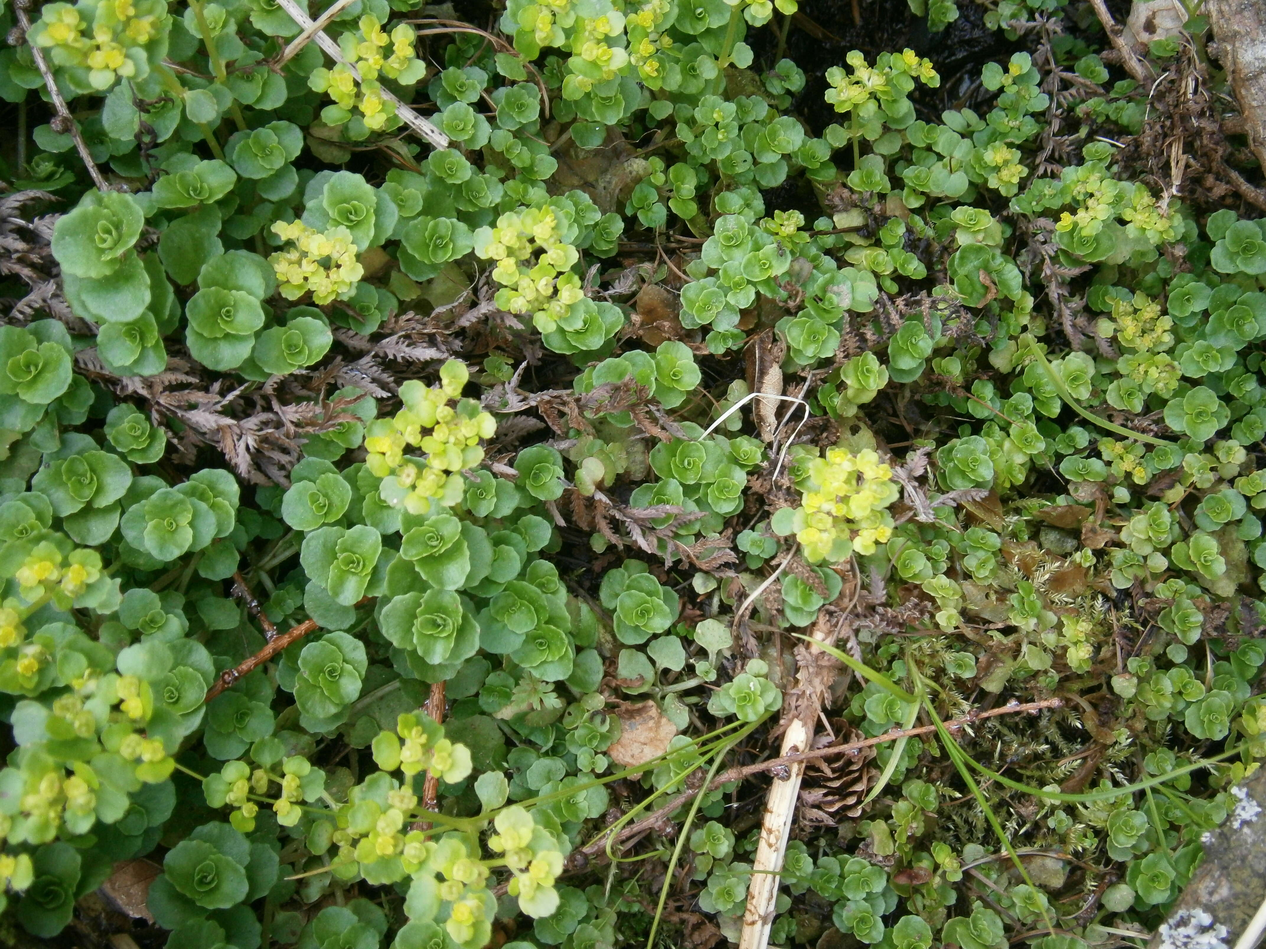 Plancia ëd Chrysosplenium oppositifolium L.