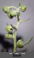 Image of Roman wormwood