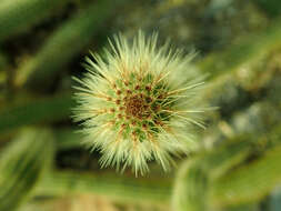 Image of Cleistocactus samaipatanus (Cárdenas) D. R. Hunt