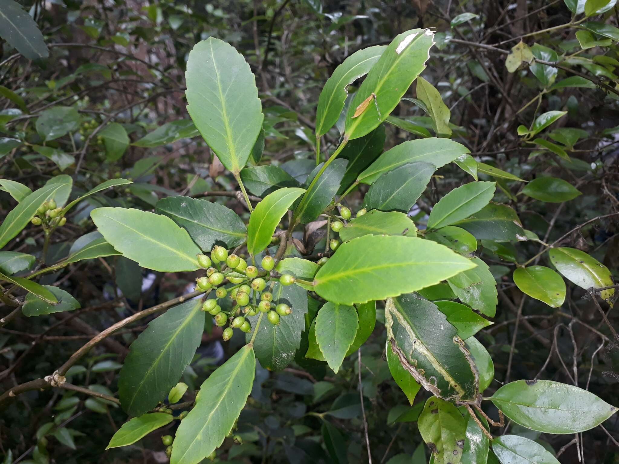 Image of Pseudopanax gilliesii Kirk