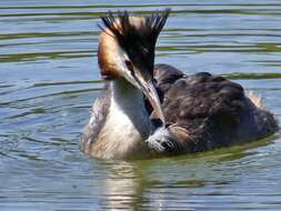 Image of Podiceps Latham 1787