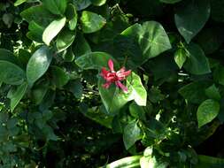 Image of western sweetshrub