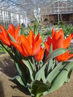 Imagem de Tulipa praestans H. B. May