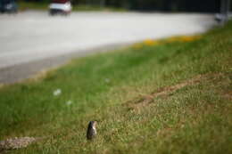 Image of Columbian ground squirrel