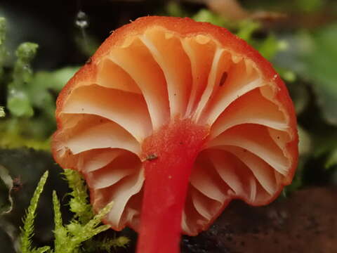 Image de Hygrocybe miniata (Fr.) P. Kumm. 1871