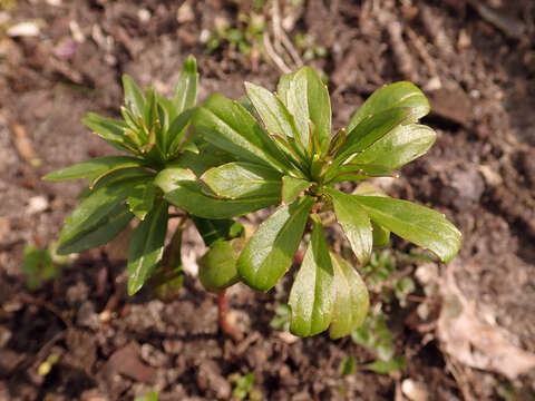 Plancia ëd Iberis umbellata L.