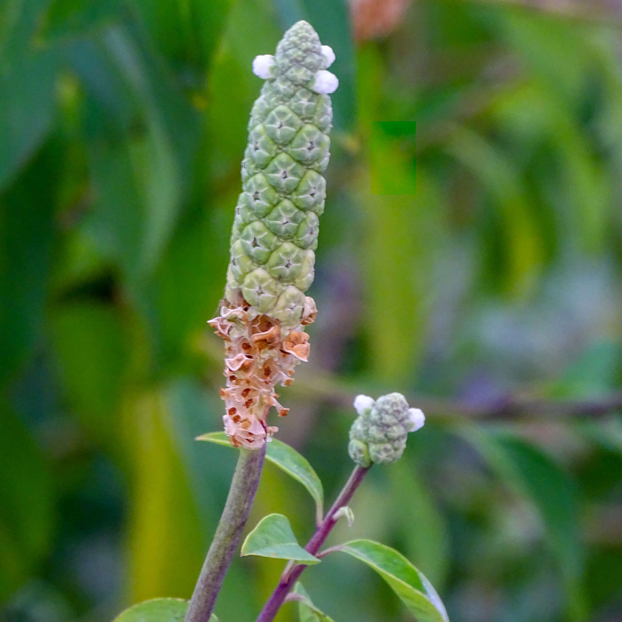 Image of Sphenocleaceae