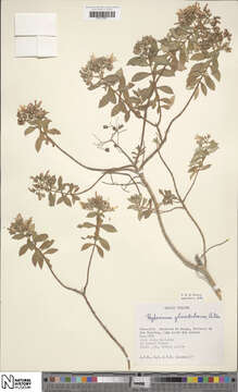 Image of Hypericum glandulosum Dryand. ex Ait.