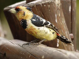 Image of Crested Barbet
