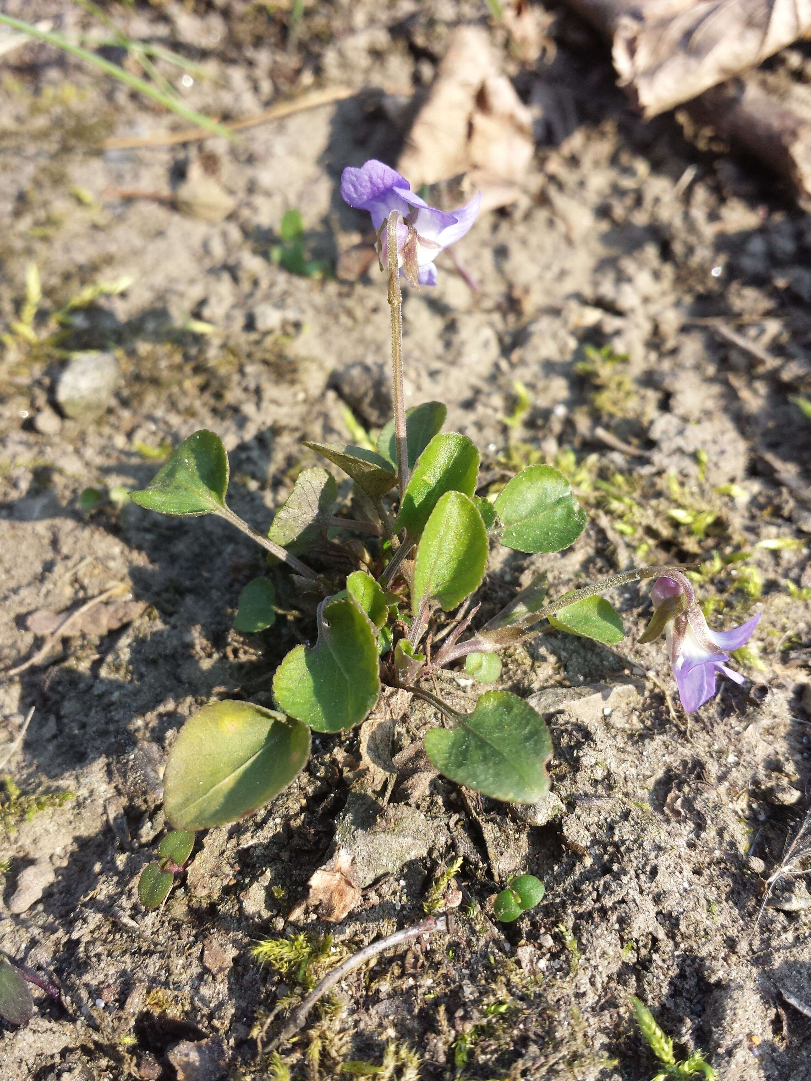 Image of teesdale violet