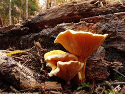 Image of Hygrophoropsis aurantiaca (Wulfen) Maire 1921