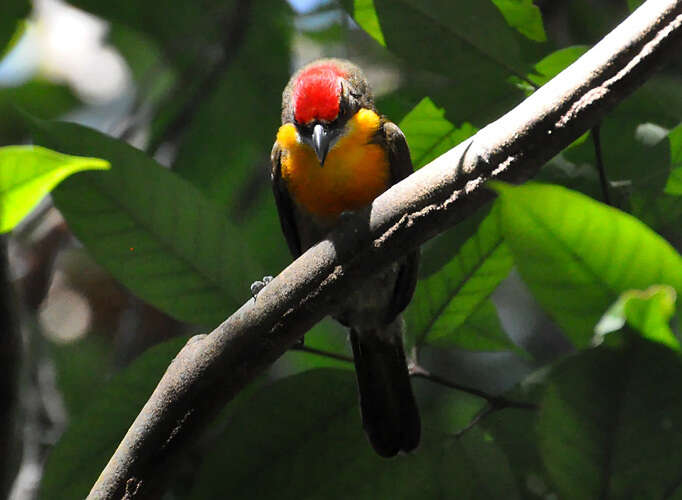 Image of Scarlet-crowned Barbet