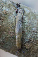 Image of hedgehog slug