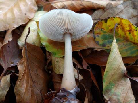 Image of Rhodocollybia butyracea (Bull.) Lennox 1979