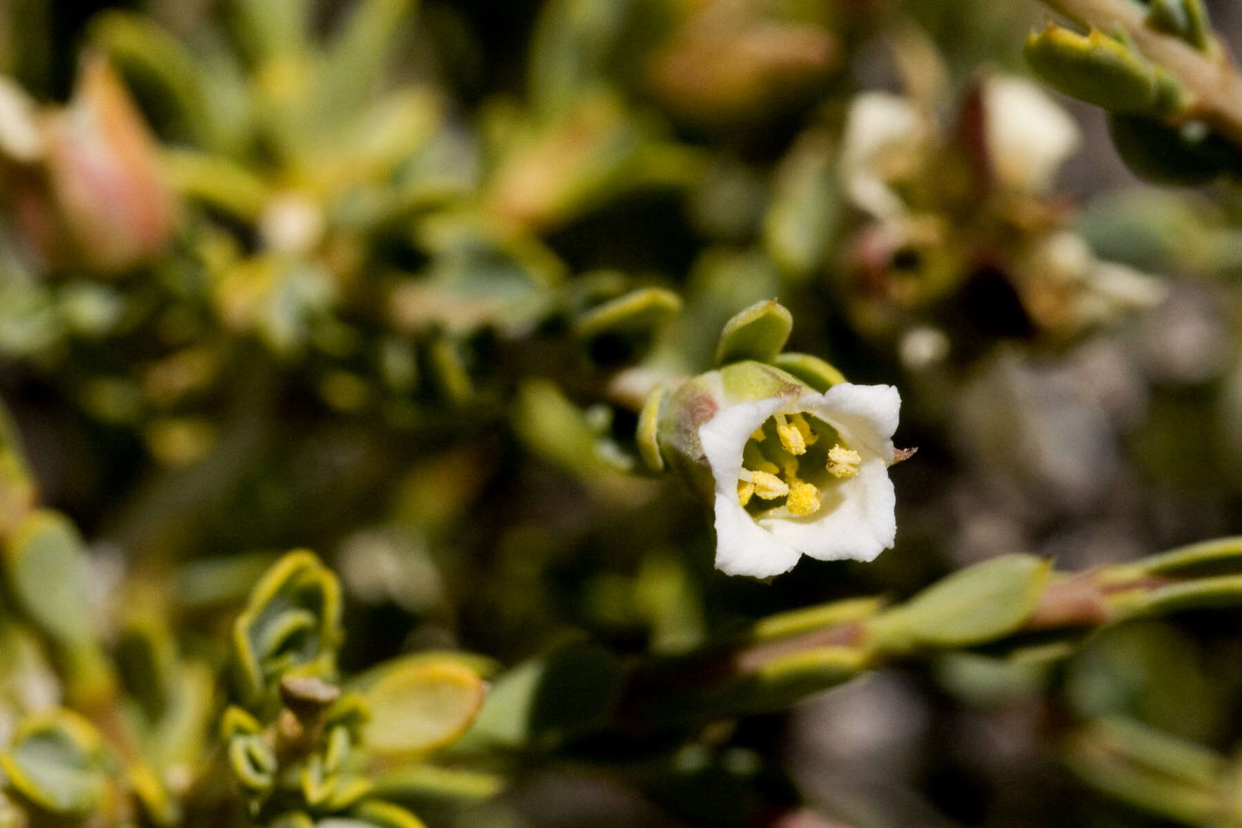 Image de Apacheria chiricahuensis C. T. Mason