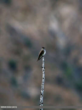 Image of Dark-sided Flycatcher