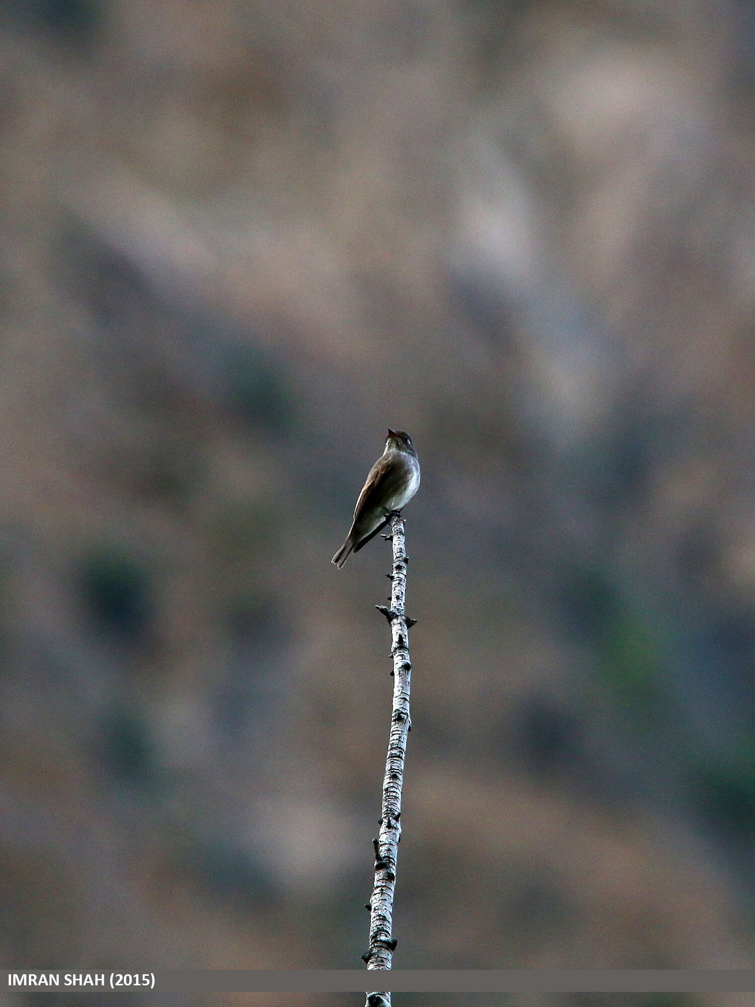 Image of Dark-sided Flycatcher