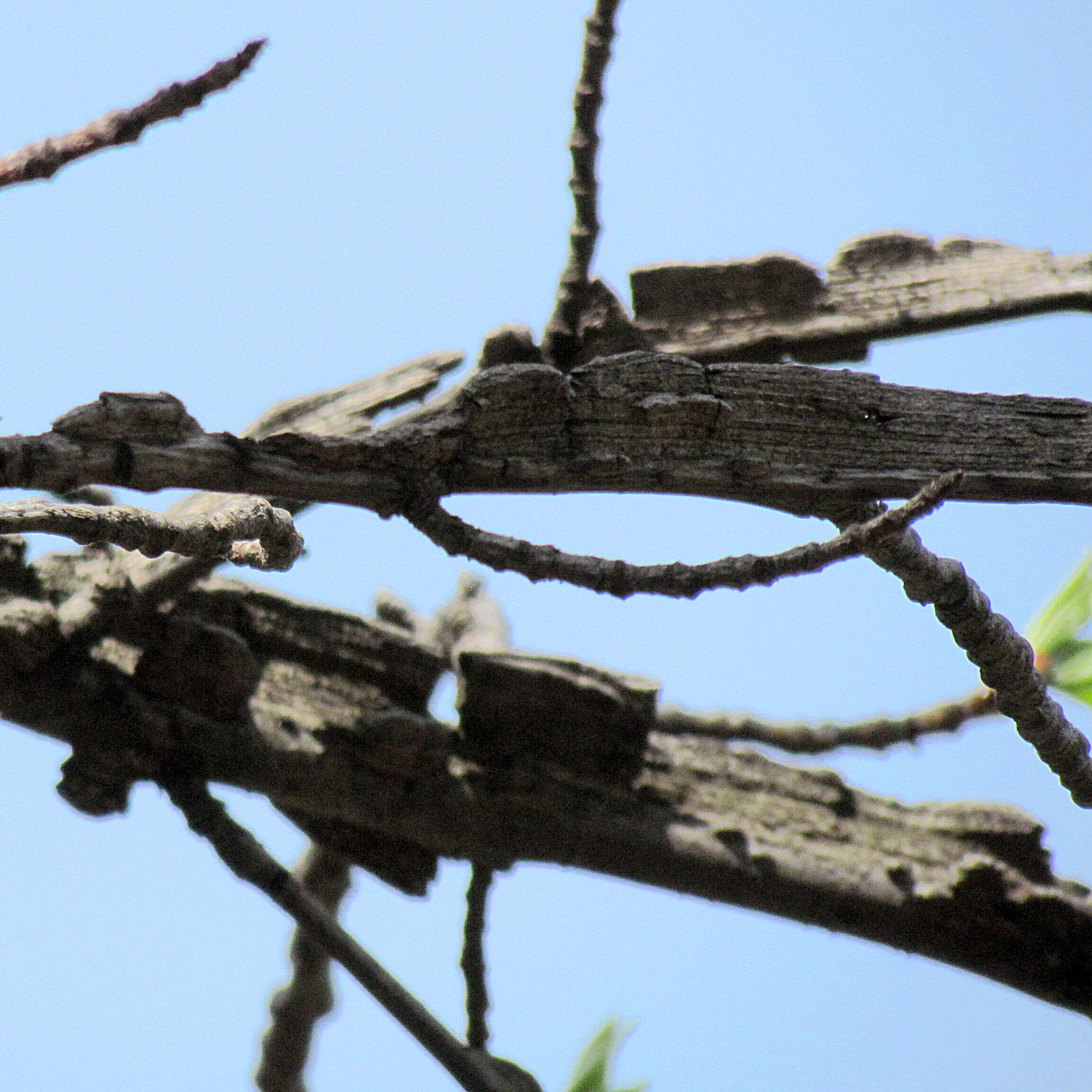 Image of American Sweetgum