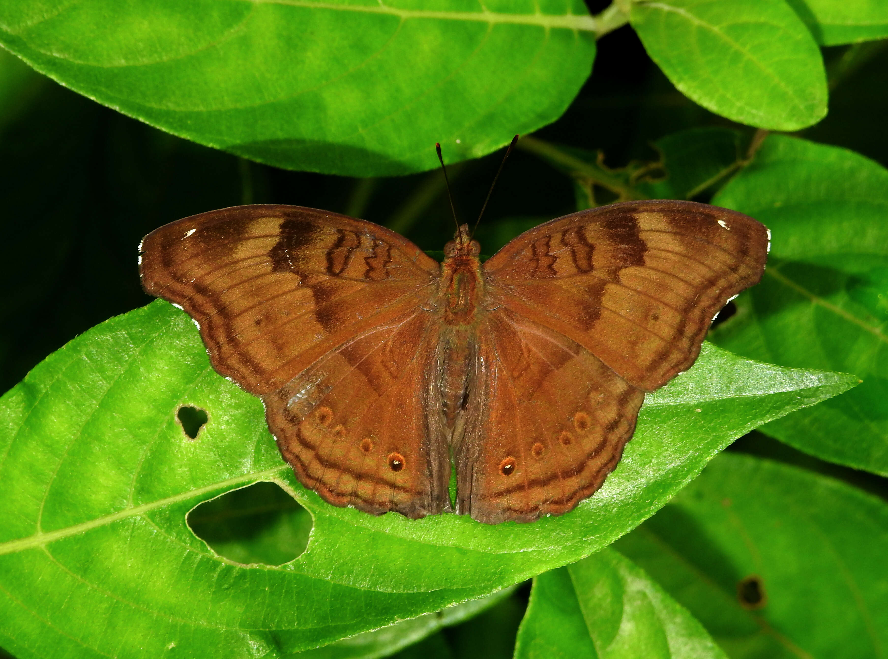 Image of chocolate pansy