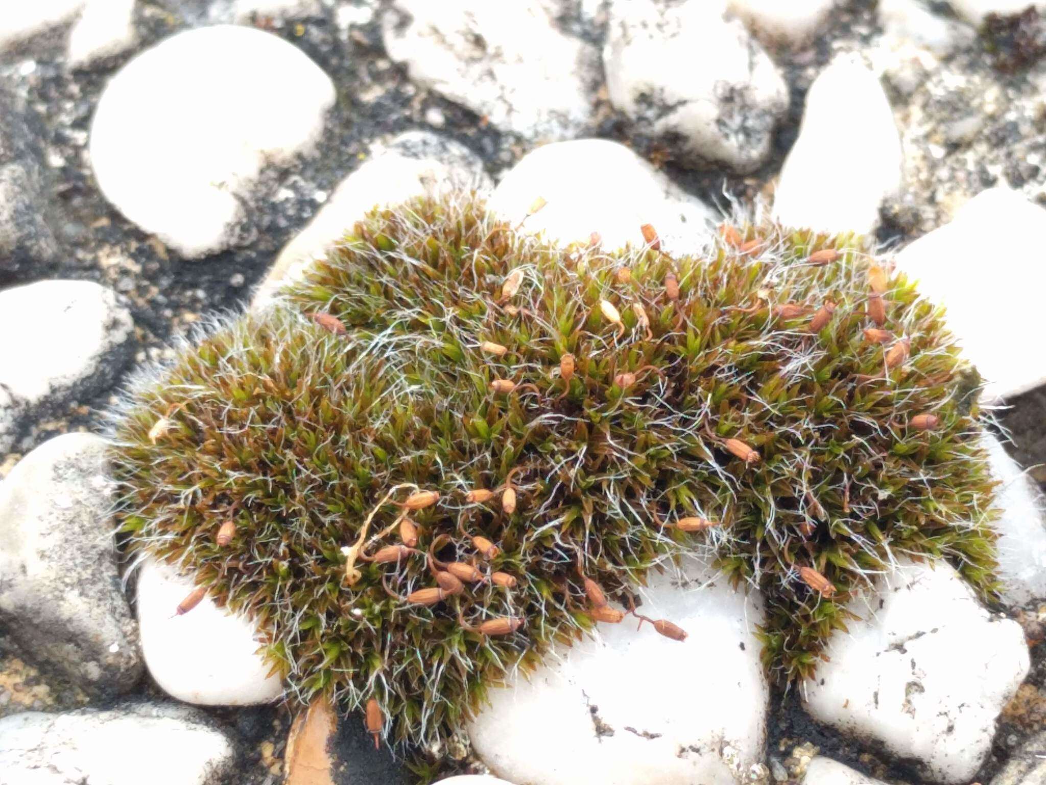 Image of pulvinate dry rock moss