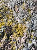 Image of eggyolk lichen