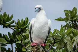 Image of Red-footed Booby