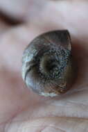 Image of Great Ram's Horn Snail