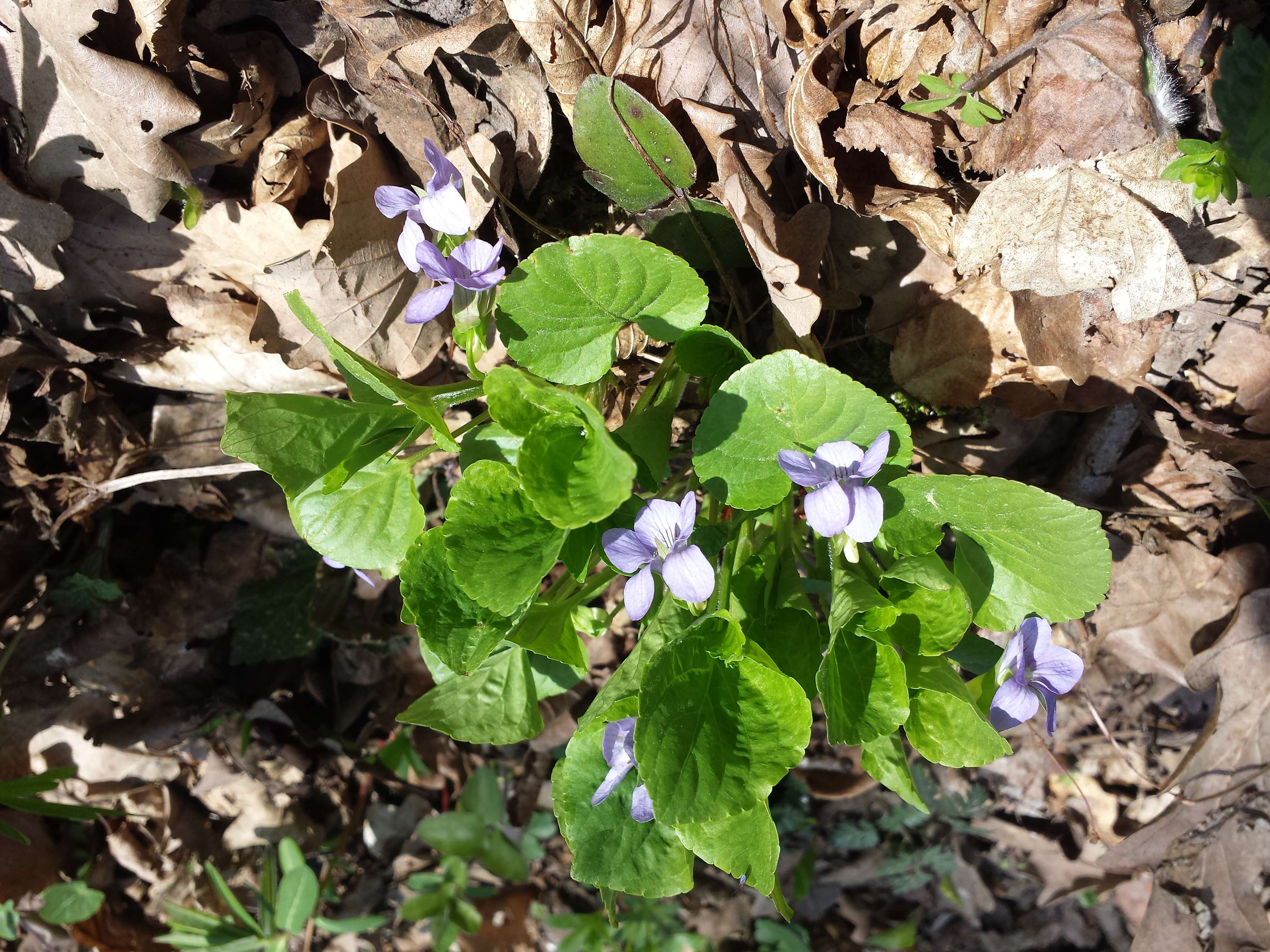 Слика од Viola mirabilis L.